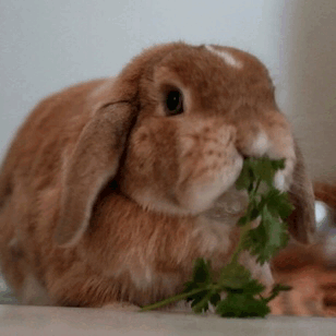 image1.gif image1.gif