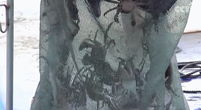 大闸蟹.gif 大闸蟹.gif