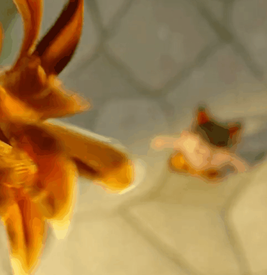 3.gif